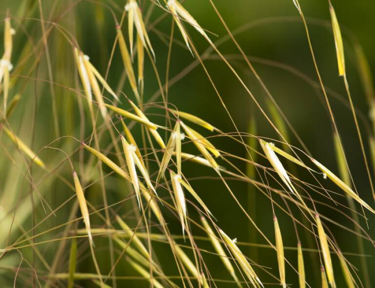 Stipa gigantea